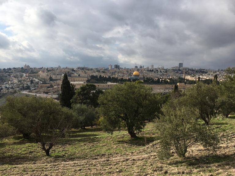 Aus einem Garten mit Olivenbäumen reicht der Blick weit über die Dächer der Stadt Jerusalem. In der Mitte ist die goldene Kuppel des Felsendoms zu sehen.