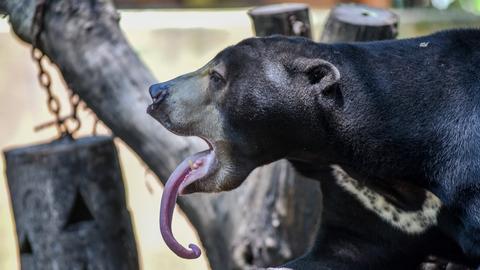 Ein schwarzer Honigbär ist von der Seite zu sehen, er streckt seine lange Zunge heraus. Ein schwarzer Honigbär ist von der Seite zu sehen, er streckt seine lange Zunge heraus.