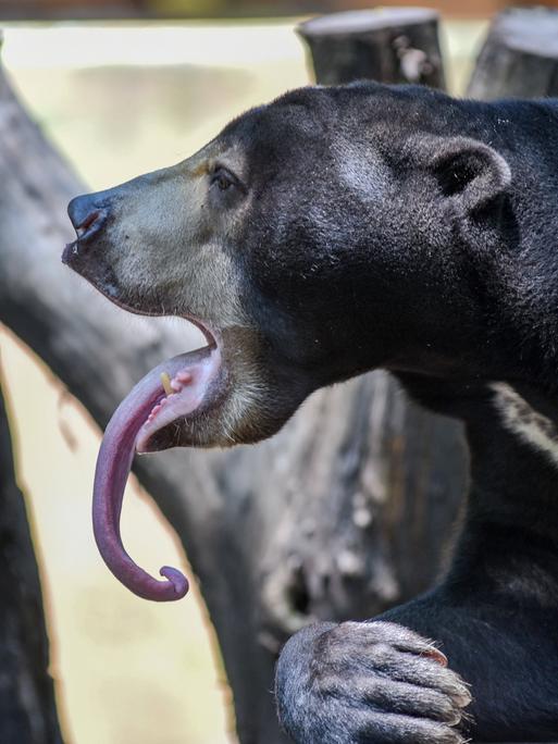 Ein schwarzer Honigbär ist von der Seite zu sehen, er streckt seine lange Zunge heraus.
