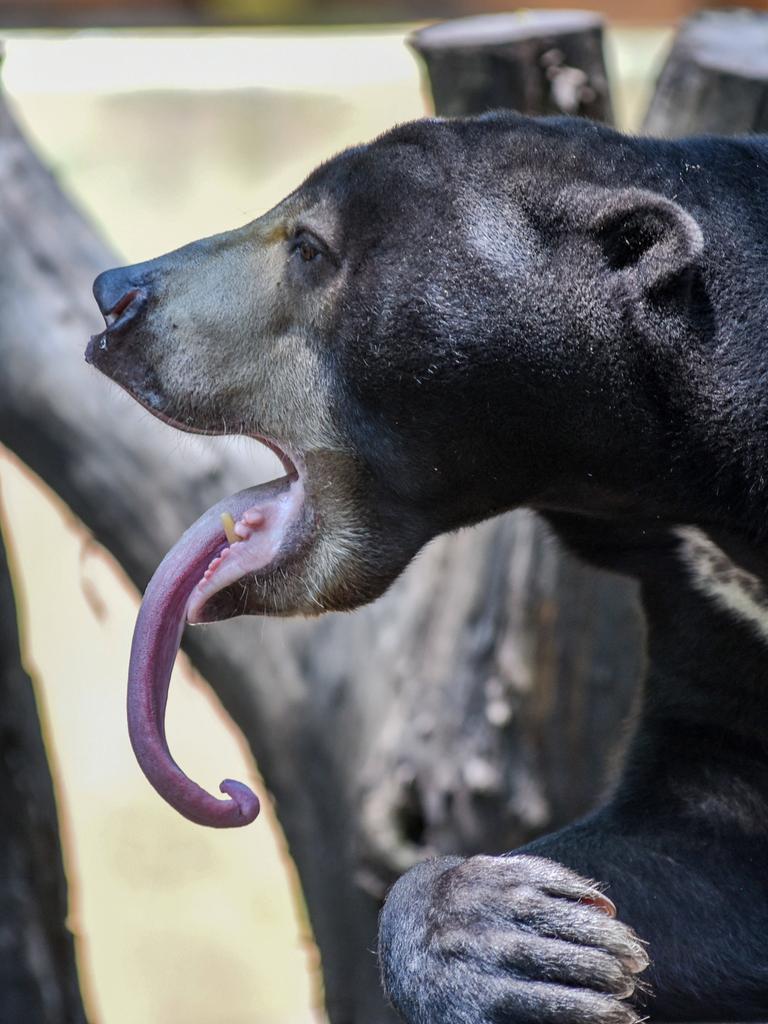 Ein schwarzer Honigbär ist von der Seite zu sehen, er streckt seine lange Zunge heraus.