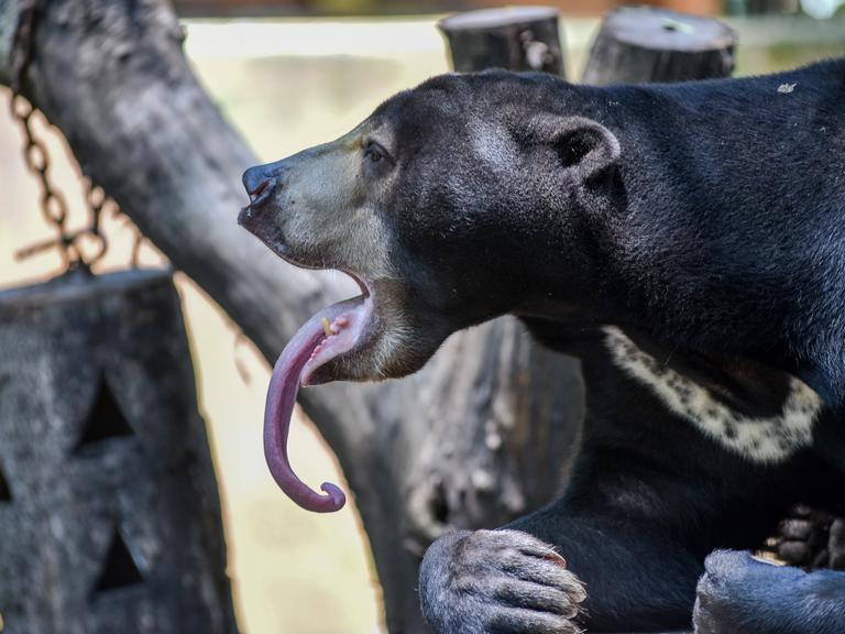 Ein schwarzer Honigbär ist von der Seite zu sehen, er streckt seine lange Zunge heraus.
