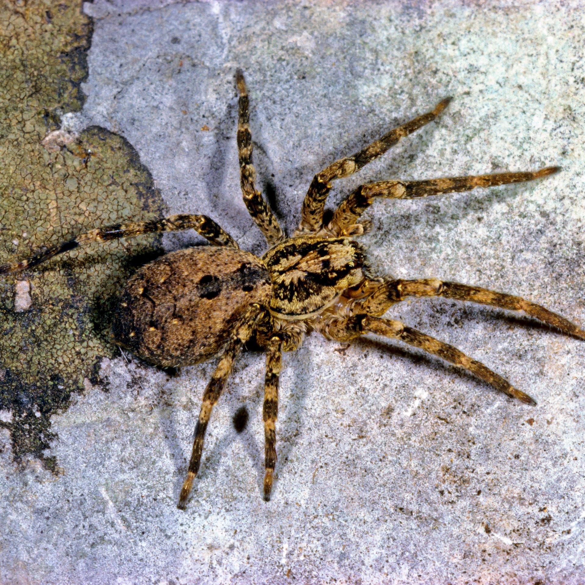 Zoologie - Nosferatu-Spinnen bis Norddeutschland vorgedrungen