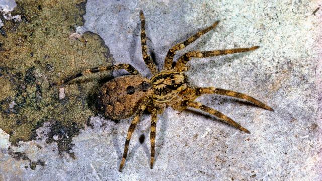 Eine Nosferatu-Spinne. Eine gelblich-braune Spinne mit einer auffälligen Zeichnung.