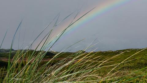 Die Autorin braucht drei Jahre, um sich dem Thema Klimakrise ernsthaft zuzuwenden - und  schöpft trotz negativer Faktenlage Hoffnung. Zu sehen: Wehende Grashalme mit blauem Himmel. 