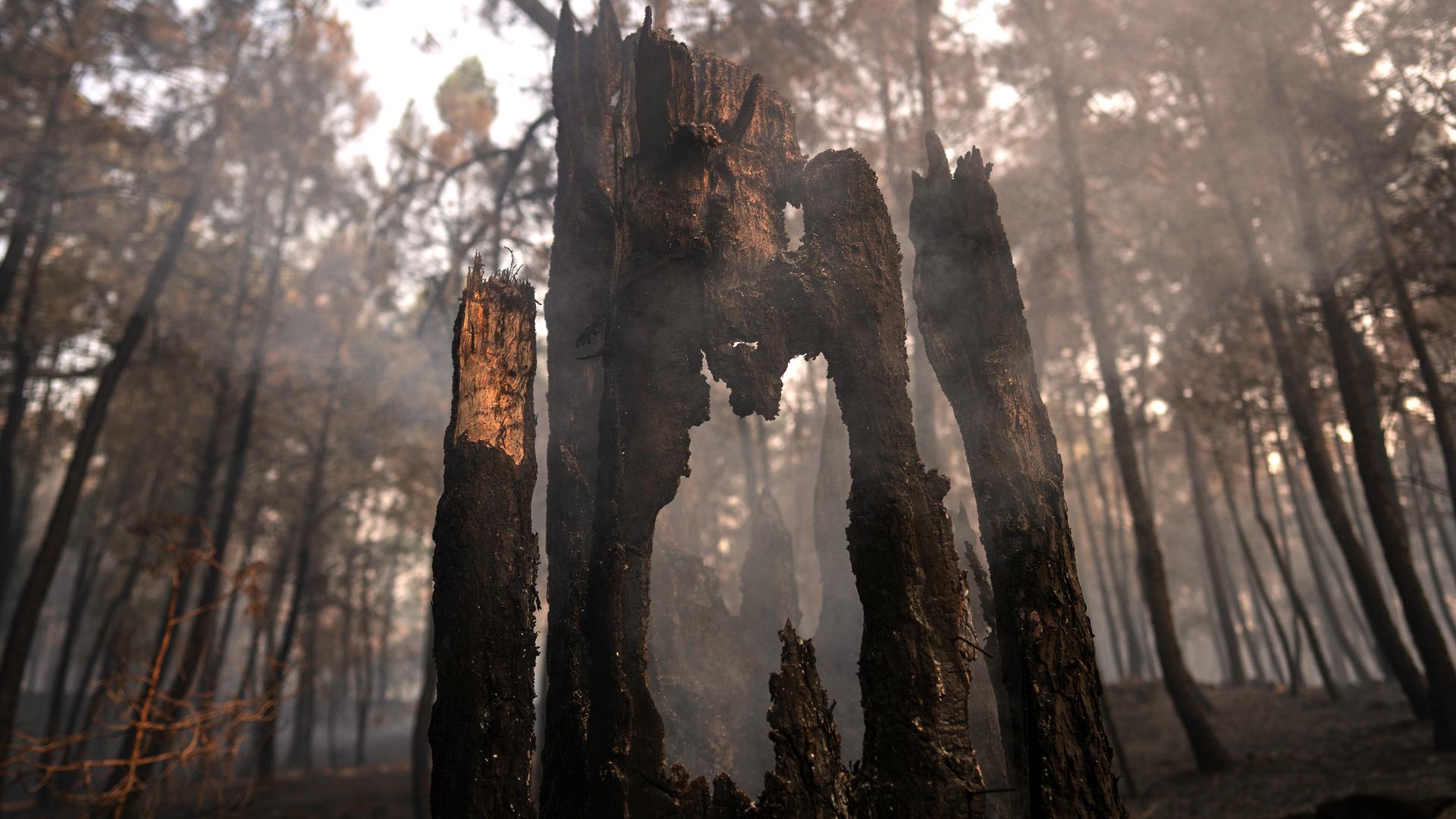 In einem von einem Waldbrand verwüsteten Gebiet in der Nähe von Piedralaves in der Provinz Ávila, Spanien, stehen verkohlte Bäume.