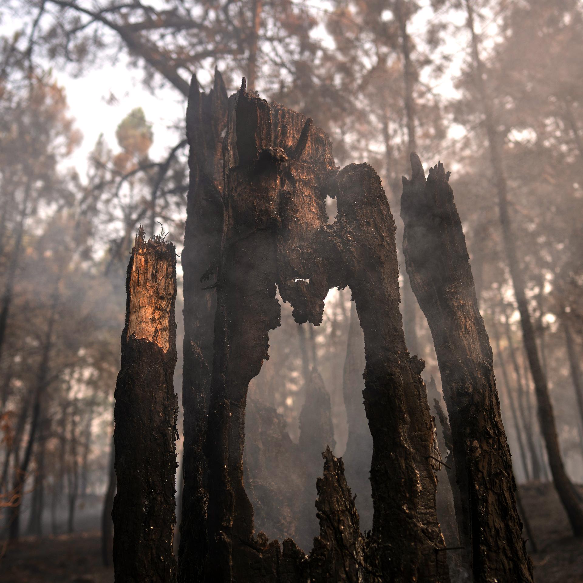 In einem von einem Waldbrand verwüsteten Gebiet in der Nähe von Piedralaves in der Provinz Ávila, Spanien, stehen verkohlte Bäume.