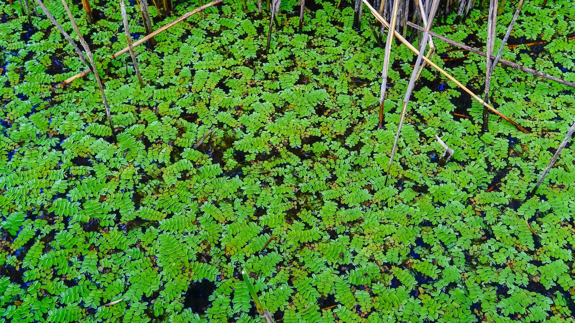 Eine fast geschlossene Fläche der Wasserpflanze Salvinia