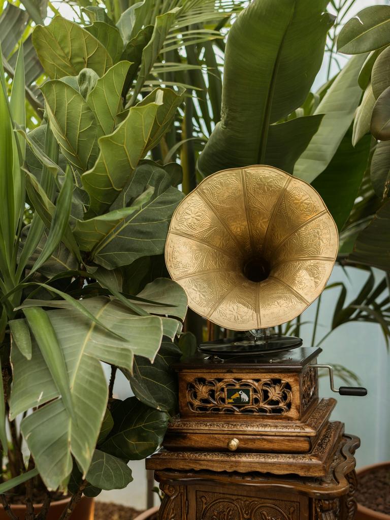 Blick auf ein Schränkchen inmitten von vielen Zimmerpflanzen, auf dem ein Grammophon mit großem Schalltrichter steht.