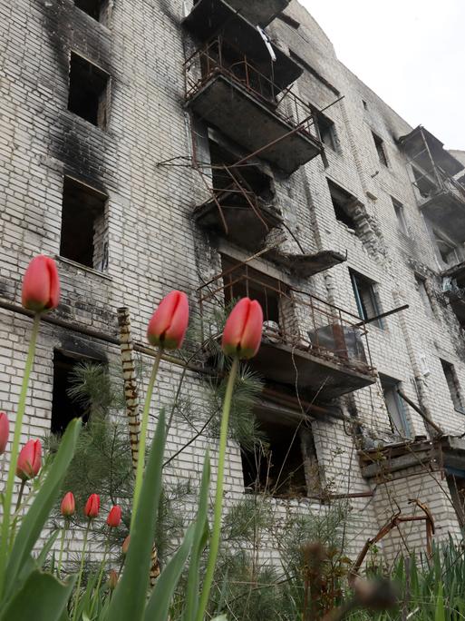 Tulpen vor einem von Russland zerstörten Gebäude in der ukrainischen Region Charkiw.