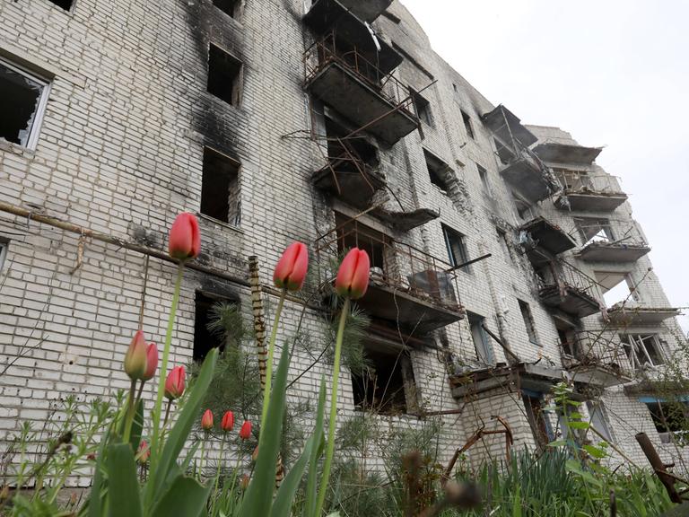 Tulpen vor einem von Russland zerstörten Gebäude in der ukrainischen Region Charkiw.