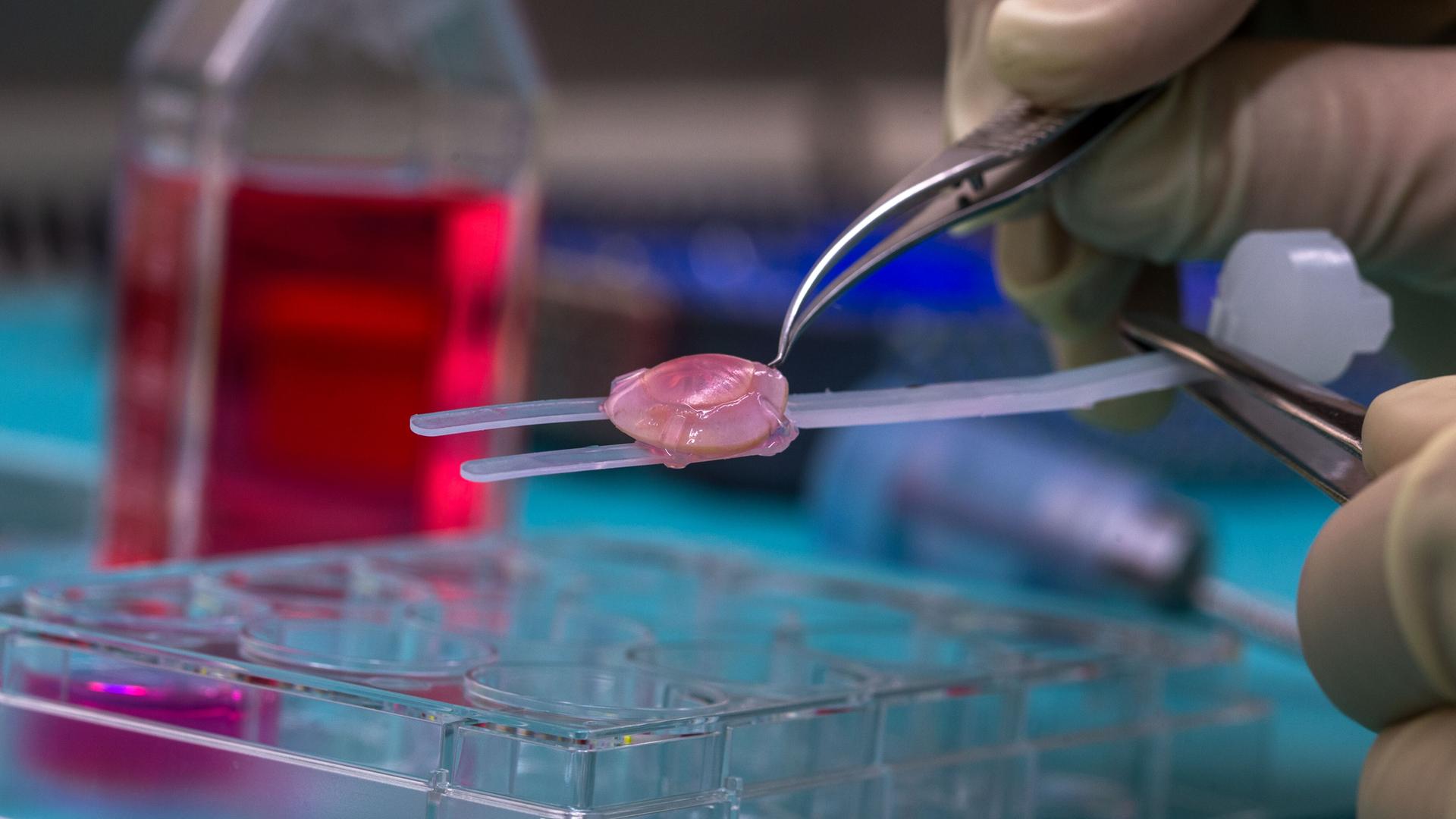 Eine Augenhornhaut wird in einem Labor als Transplantat vorbereitet.