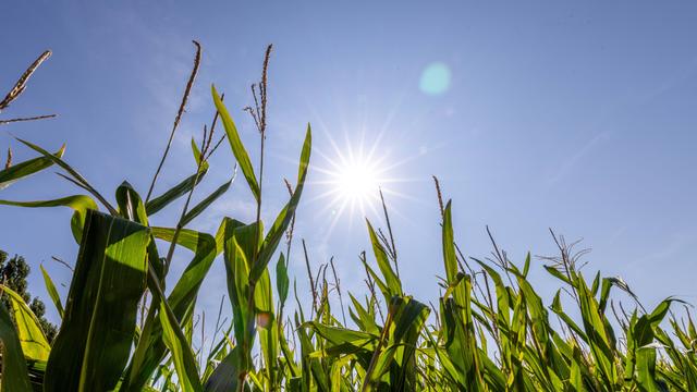 Die Sonne scheint auf ein Mais-Feld. Der Himmel ist blau.