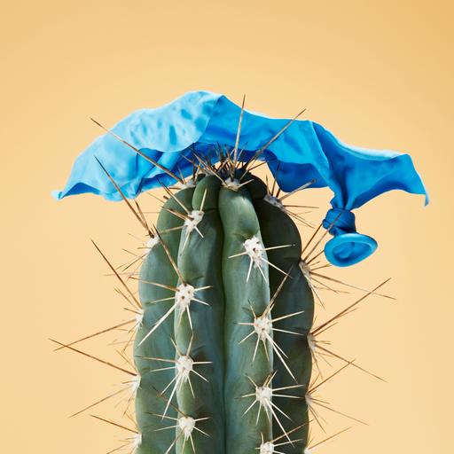 Ein Kaktus vor ockerfarbenem Hintergrund. Auf dem Kaktus oben drauf liegen die Reste eines geplatzten blauen Ballons.