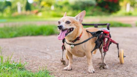 Neue Produkte und Dienstleitungen für Haustiere zeigen grundsätzliche Verschiebungen in der Mensch-Tier-Beziehung. Zu sehen: Ein kleiner Hund auf einem Weg schaut interessiert in eine Richtung. 