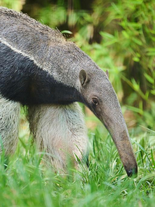 Ein großer Ameisenbär steht auf einer Lichtung