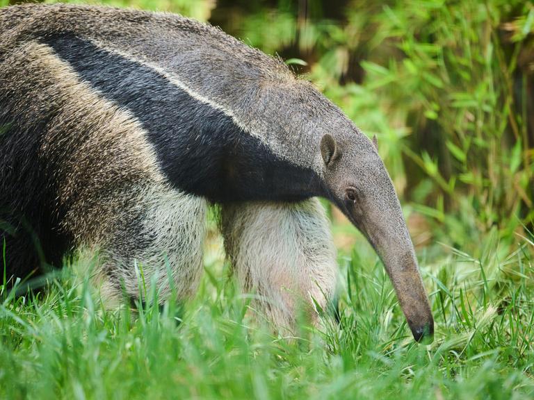 Ein großer Ameisenbär steht auf einer Lichtung