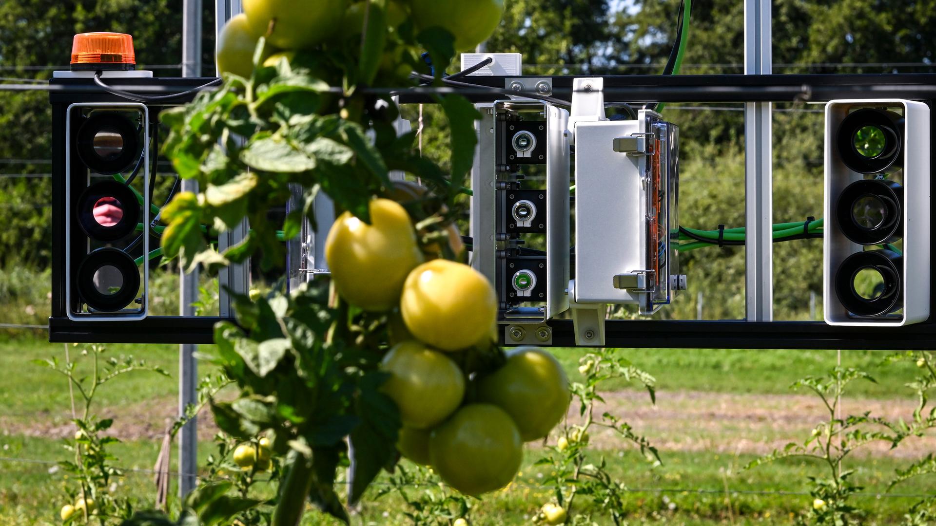Laserscanner und Wärmebildkameras beobachten Tomaten auf dem Fieldlab für digitale Landwirtschaft. Laserscanner und Wärmebildkameras beobachten Tomaten auf dem Fieldlab für digitale Landwirtschaft.