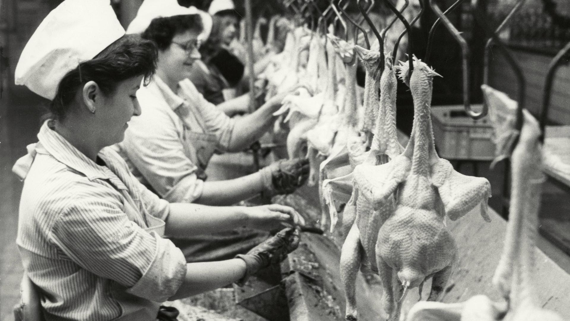 Industrielle Verarbeitung von Geflügel in der DDR (1989): Arbeiterinnen beim Ausnehmen von Gefügel im Geflügelschlachtbetrieb in Schleusingen (Thüringen).