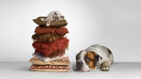 Eine Katze liegt gemütlich auf einem Stapel Kissen, während ein Hund neben ihr auf dem Boden liegt und man könnte meinen neidisch zu ihr aufblickt.