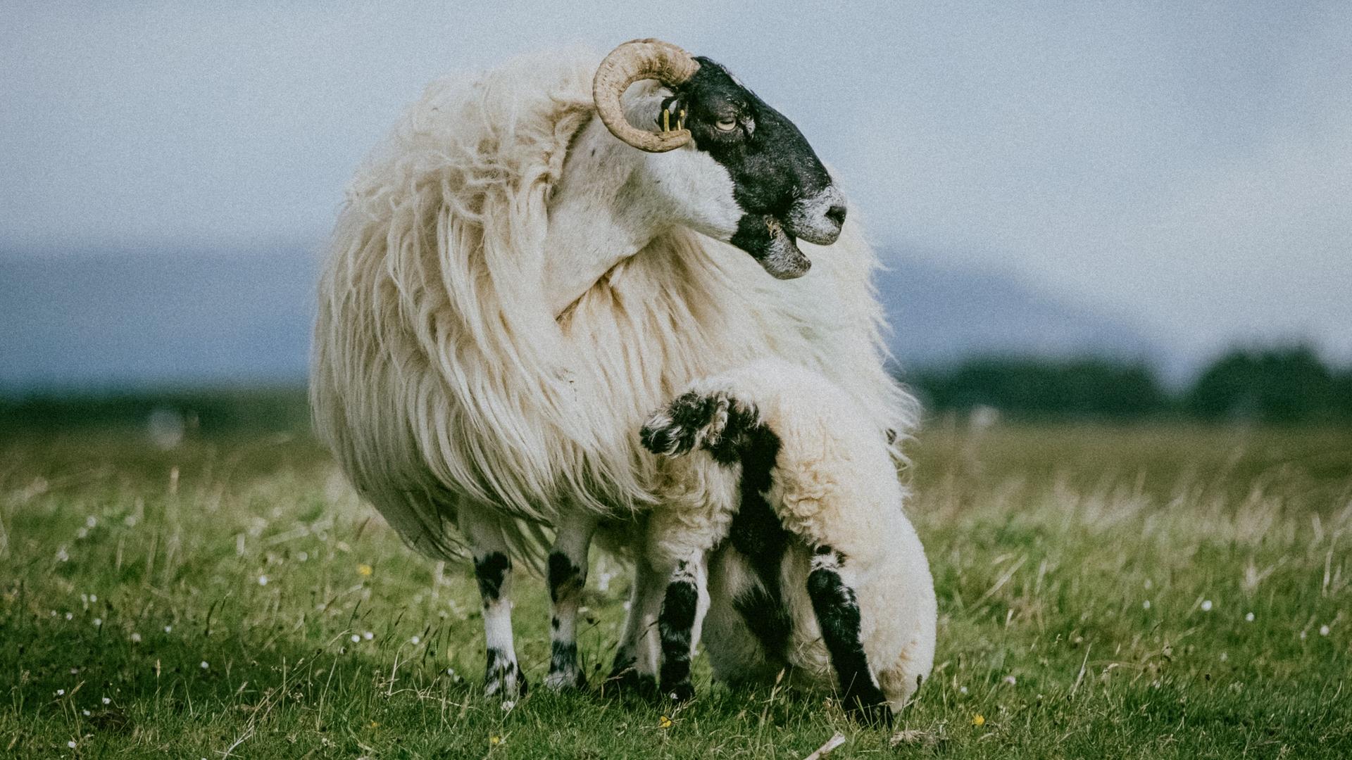 Ein Schaf der Rasse Scottish Blackface mit langem Fell, einem schwarzen Gesicht und gekrümmten Hörnern steht mit seinem Lamm auf einer Wiese