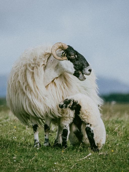 Ein Schaf der Rasse Scottish Blackface mit langem Fell, einem schwarzen Gesicht und gekrümmten Hörnern steht mit seinem Lamm auf einer Wiese