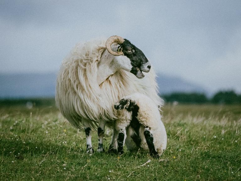 Ein Schaf der Rasse Scottish Blackface mit langem Fell, einem schwarzen Gesicht und gekrümmten Hörnern steht mit seinem Lamm auf einer Wiese