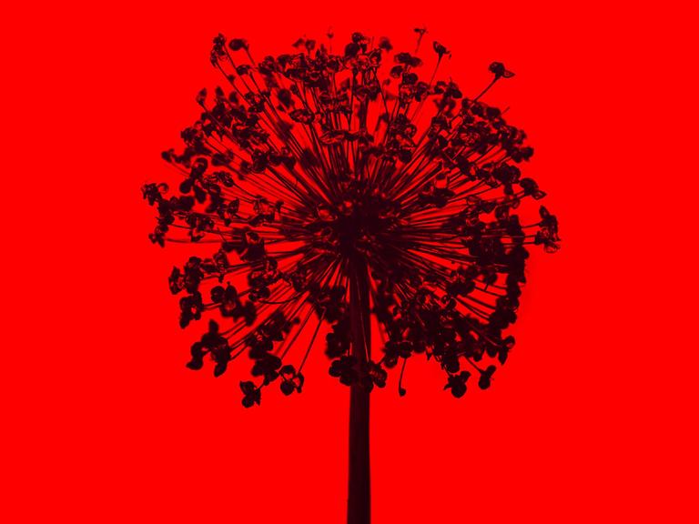 Kann das Klimakterium auch als eine Phase des Wachstums beschrieben werden? Zeichnung eines schwarzen Baumes auf rotem Hintergrund. 
