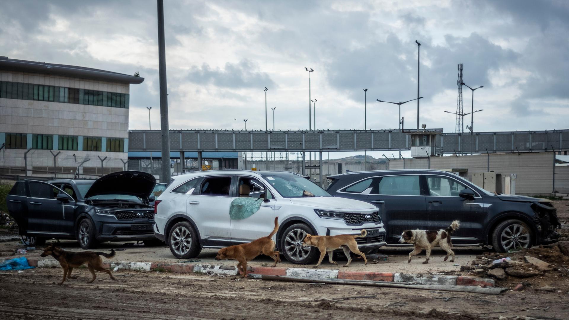 Israel, Grenzübergang Erez: Hunde laufen zwischen zerstörten Fahrzeugen herum, die am Terminal des Grenzübergangs Erez stehen.