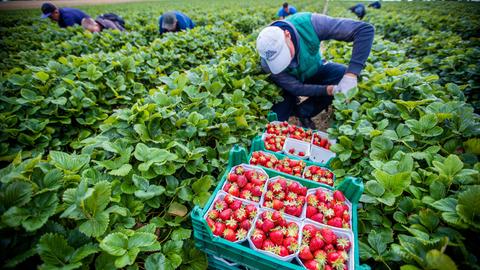 In einem Erdbeerfeld knien Arbeiter zwischen den Erdbeerreihen und pflücken die Früchte. Im Vordergrund hat ein Mann mehrere Körbe mit Erdbeeren in kleinen Schalen vor sich stehen.