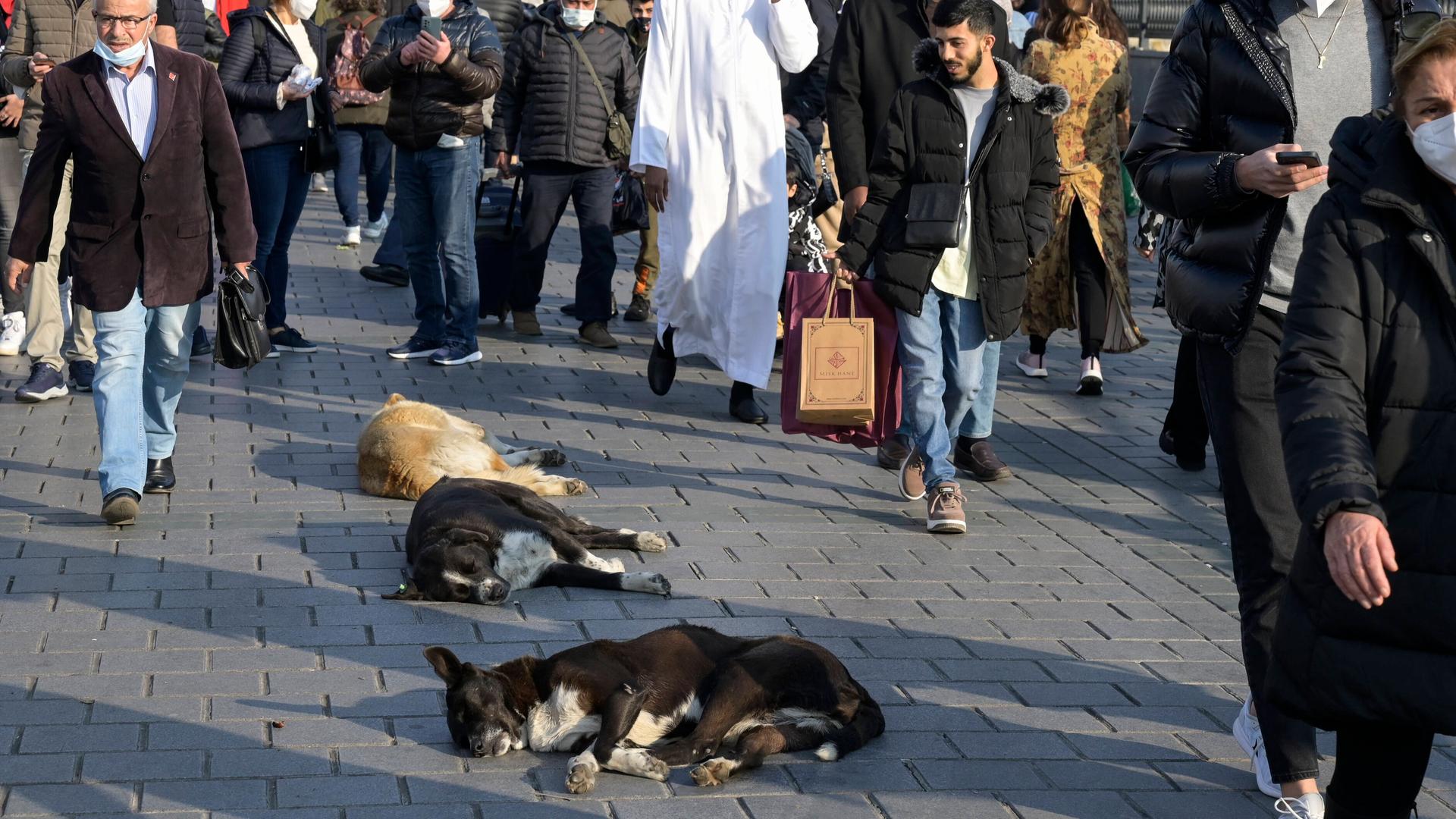 Drei Hunde liegen mitten auf einem Gehweg voller Passanten in Istanbul in der Türkei. Drei Hunde liegen mitten auf einem Gehweg voller Passanten in Istanbul in der Türkei.