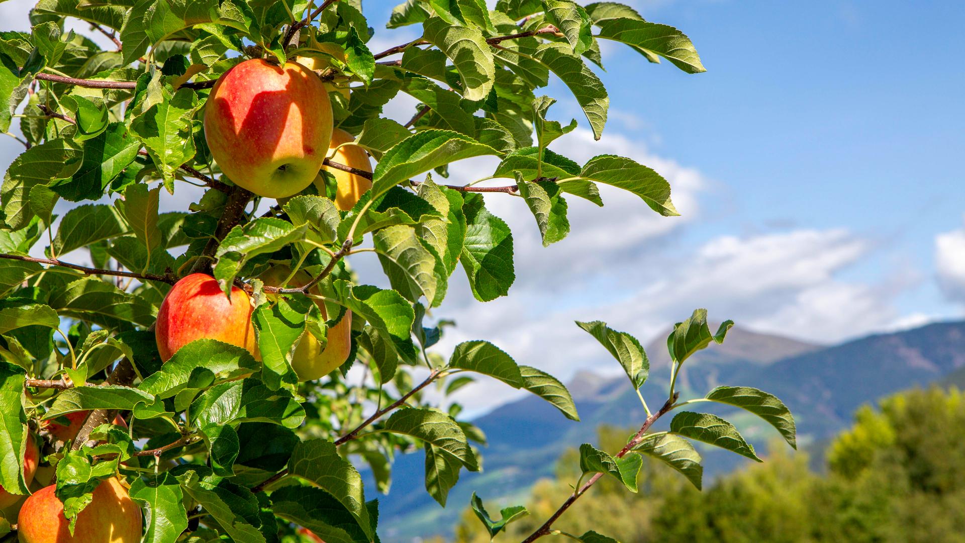 Apfel-Anbaugebiet bei Natz-Schabs in Südtirol. Vor einer Bergkulisse hängen prächtige, rotgelbe Äpfel an einem Baum.