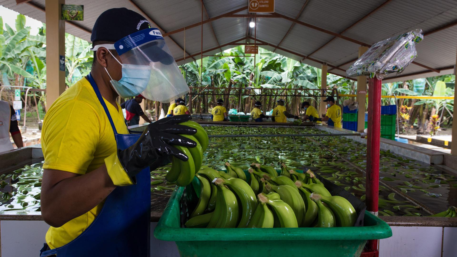 Bananensortierung durch einen Arbeiter auf einer Plantage in Ecuador