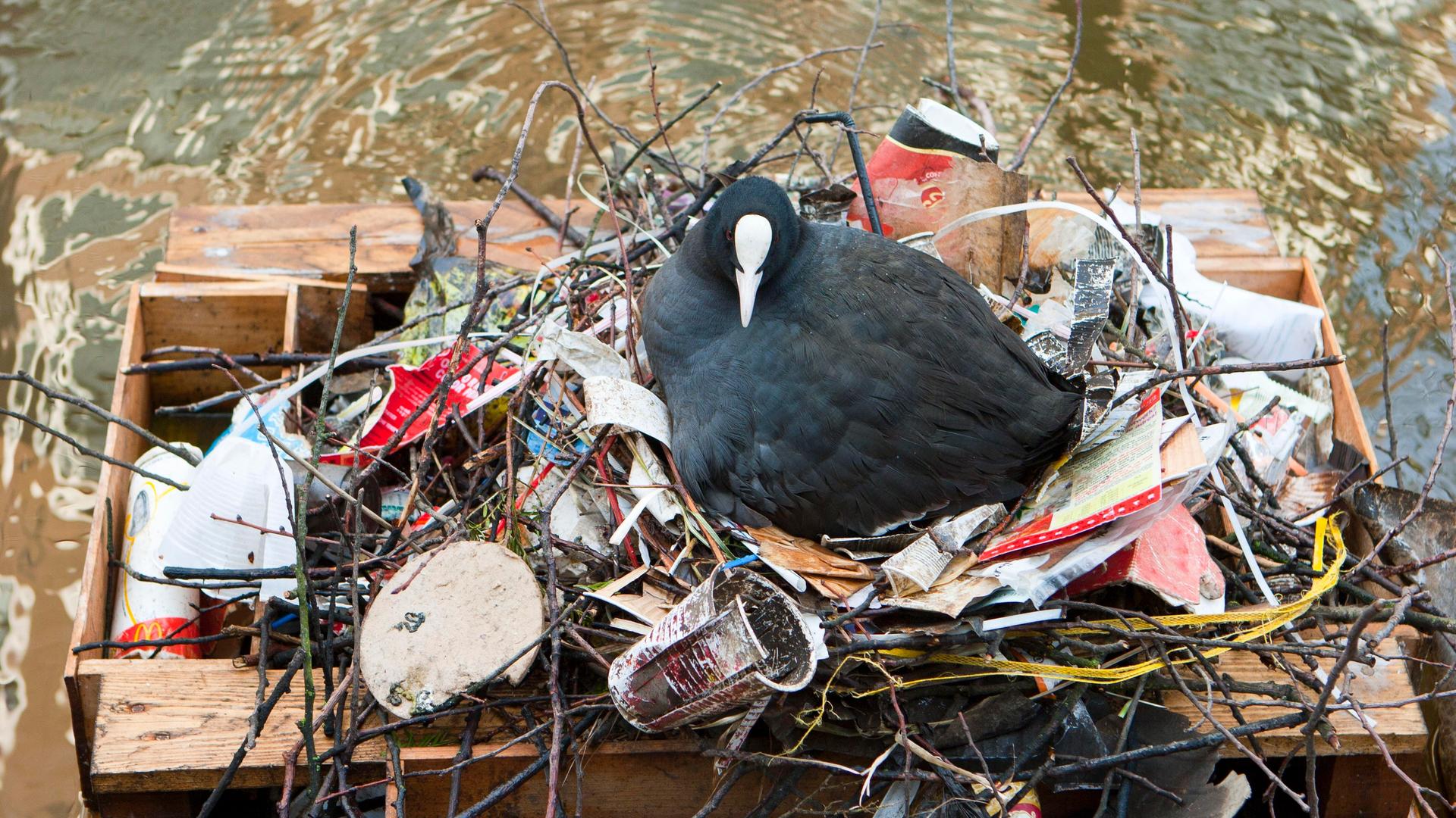 Das Huhn sitzt auf einem Nest aus Zweigen und Plastikabfällen. Das Nest befindet sich in einem Holzkasten. Das Huhn sitzt auf einem Nest aus Zweigen und Plastikabfällen. Das Nest befindet sich in einem Holzkasten.