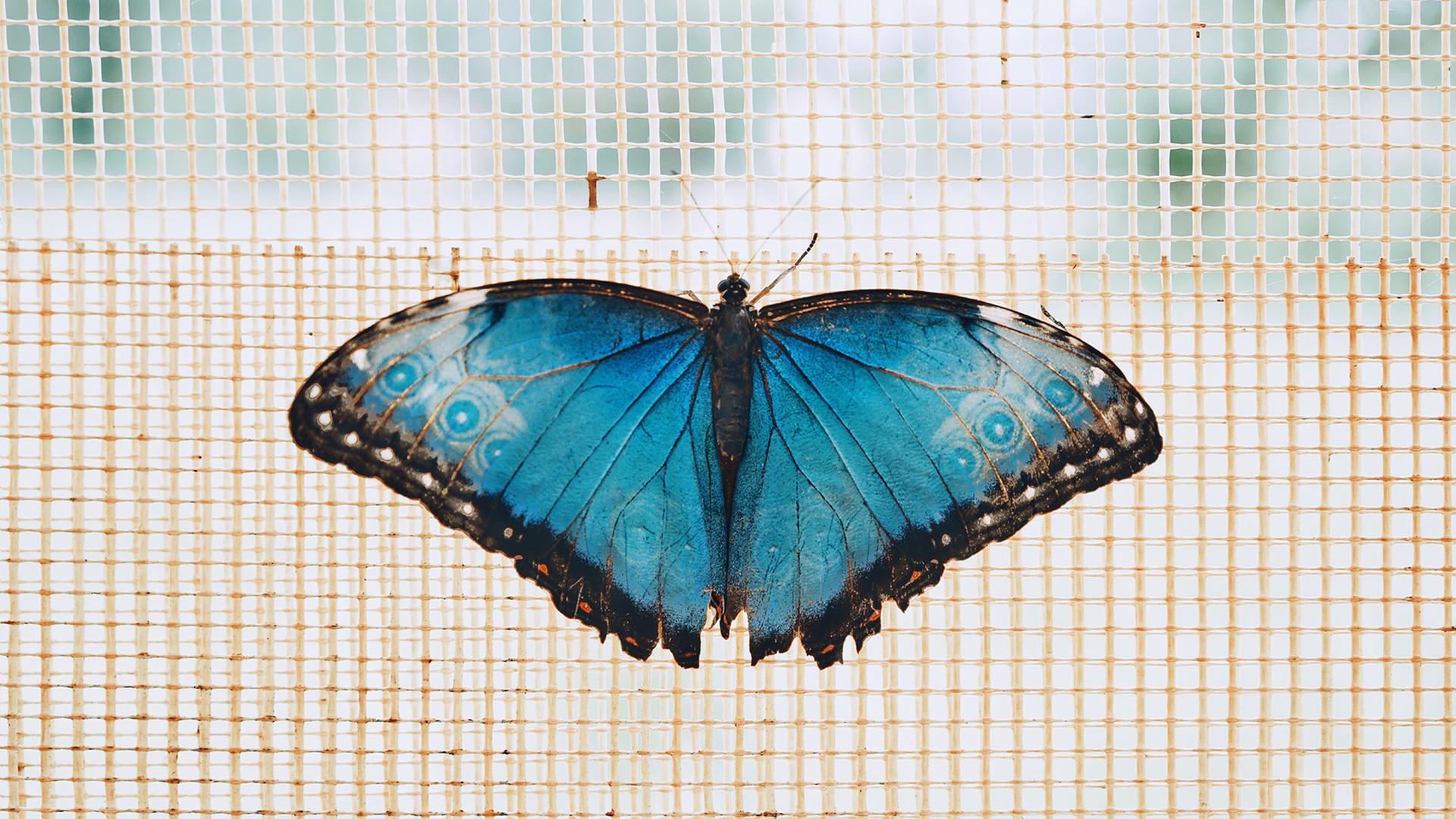 Ein blauer Schmetterlin vor einem Fliegengitter. 