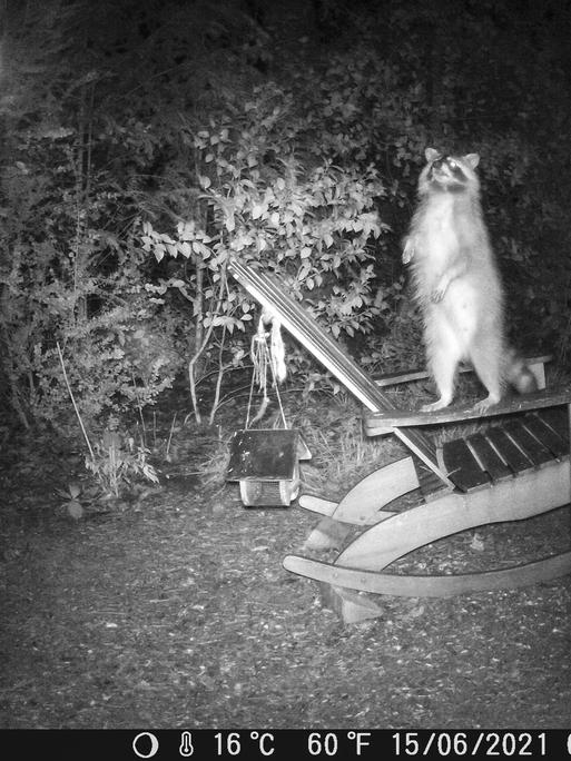 Ein Waschbär auf Futtersuche, aufgenommen mit einer Wildtierkamera.