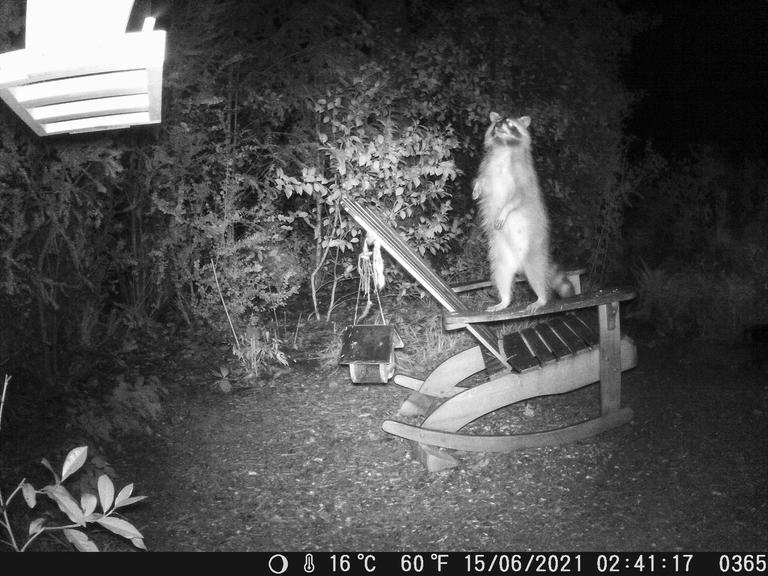 Ein Waschbär auf Futtersuche, aufgenommen mit einer Wildtierkamera.