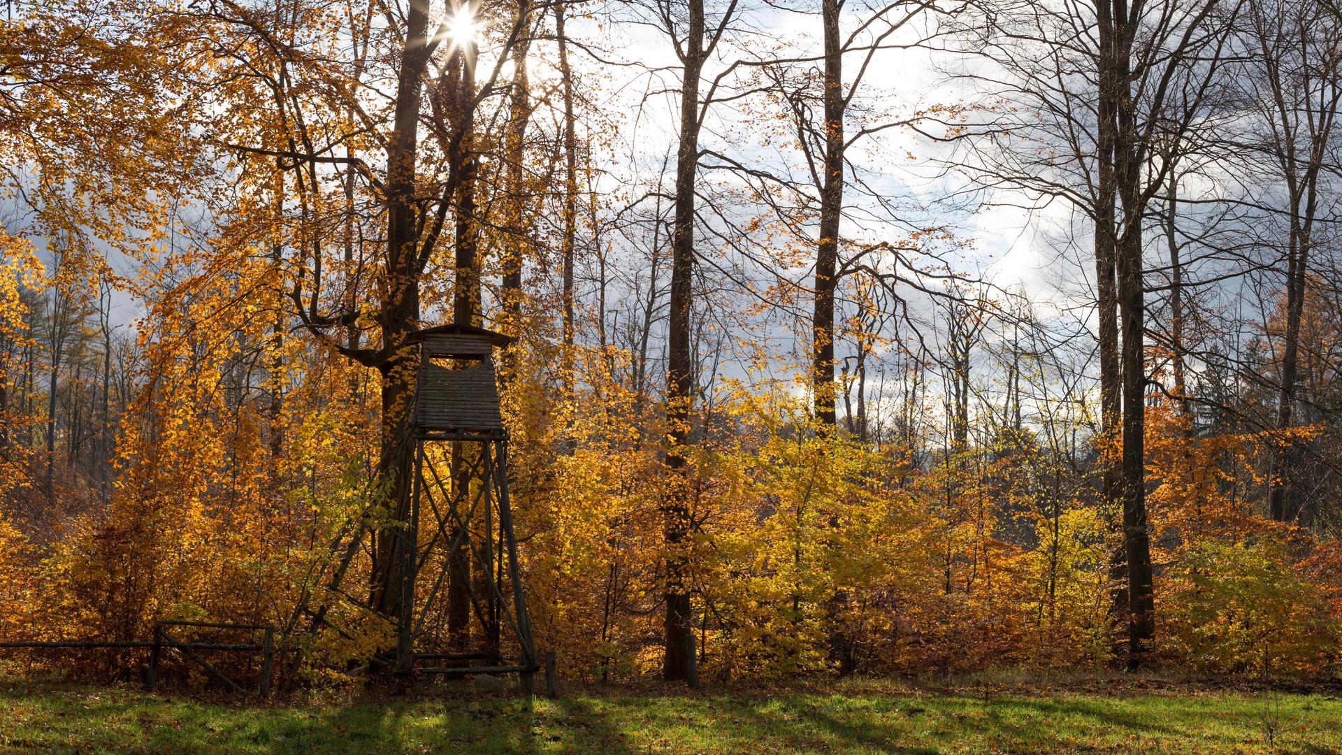 Eine Jagdkanzel am Rande eines Laubwaldes in herbstlicher Färbung. Deutschland, Brandenburg, Liepe, Biosphärenreservat Schorfheide-Chorin