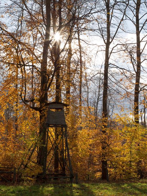 Eine Jagdkanzel am Rande eines Laubwaldes in herbstlicher Färbung. Deutschland, Brandenburg, Liepe, Biosphärenreservat Schorfheide-Chorin