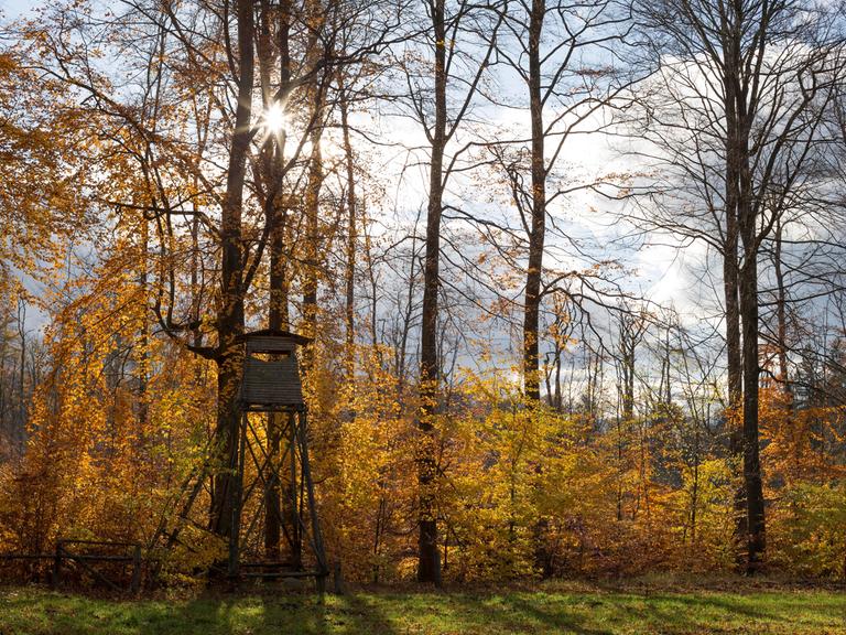 Eine Jagdkanzel am Rande eines Laubwaldes in herbstlicher Färbung. Deutschland, Brandenburg, Liepe, Biosphärenreservat Schorfheide-Chorin