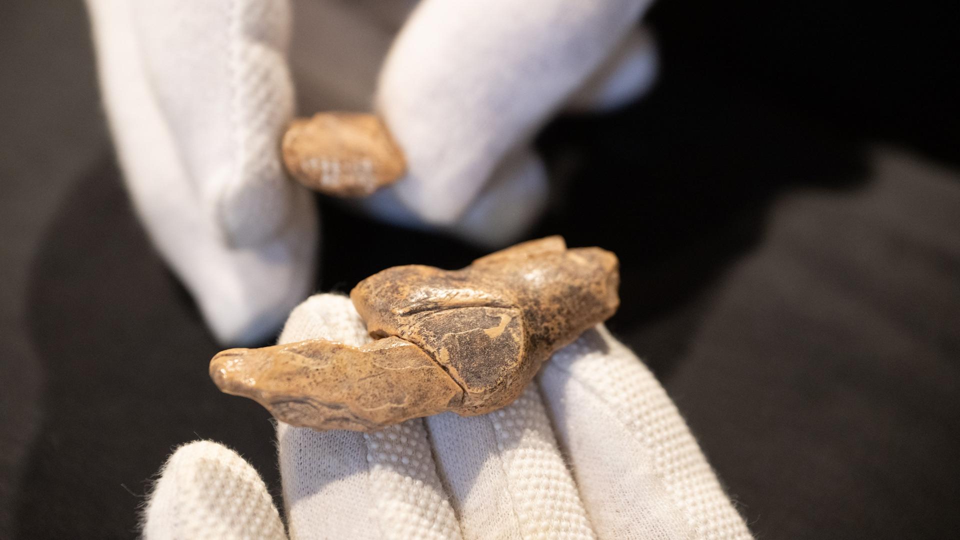 Ein Archäologe untersucht im Urgeschichtlichen Museum eine Elfenbeinschnitzerei, die vermutlich einen Bären darstellt.