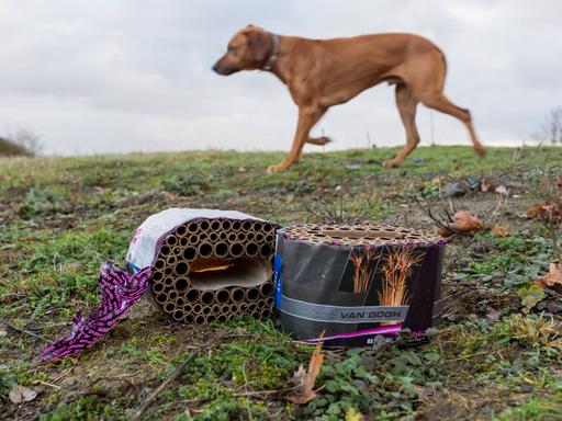 Hinter einer ausgebrannten Böllerbatterie geht leicht unscharf ein Hund vorbei.