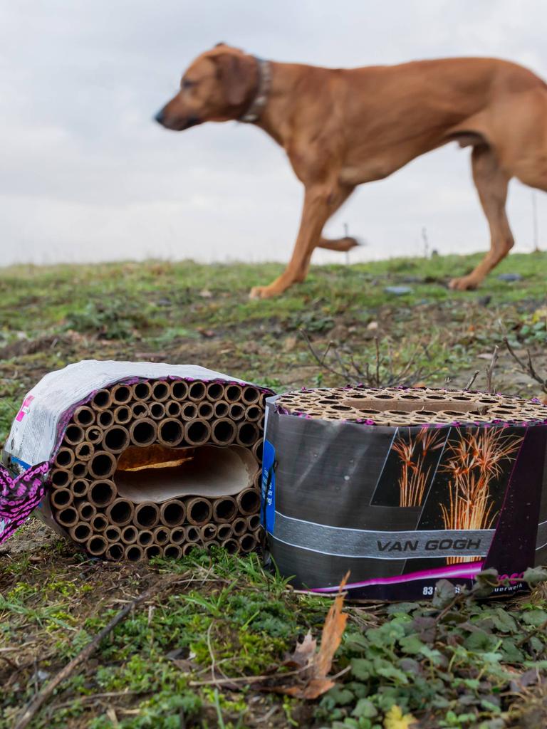 Hinter einer ausgebrannten Böllerbatterie geht leicht unscharf ein Hund vorbei.