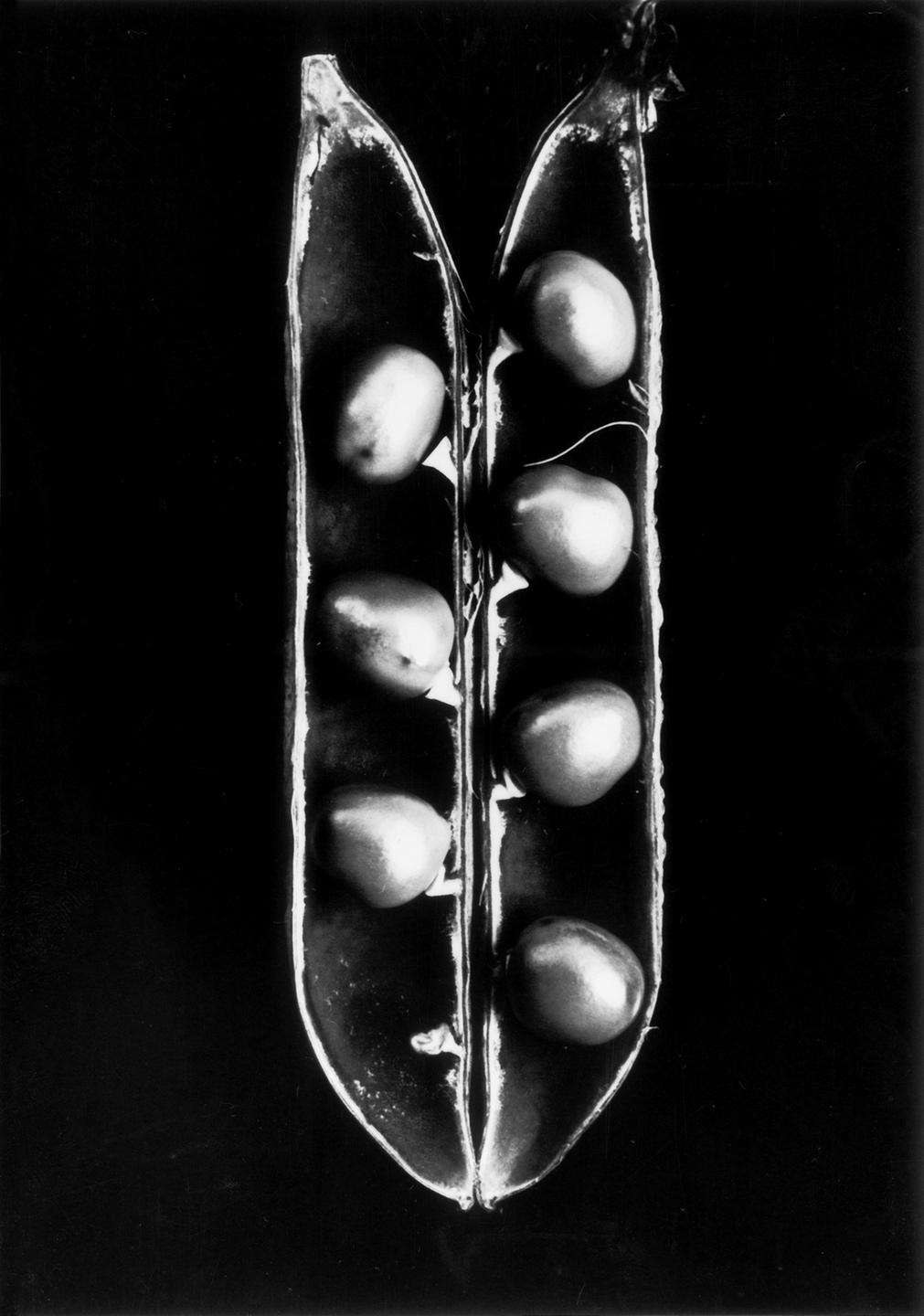 Geöffnete Erbsenschote, senkrecht ins Bild gesetzt, in der aufgeklappten Hülse sind links drei und rechts vier Früchte zu sehen (Schwarz-weiß-Fotografie vor schwarzem Hintergrund).