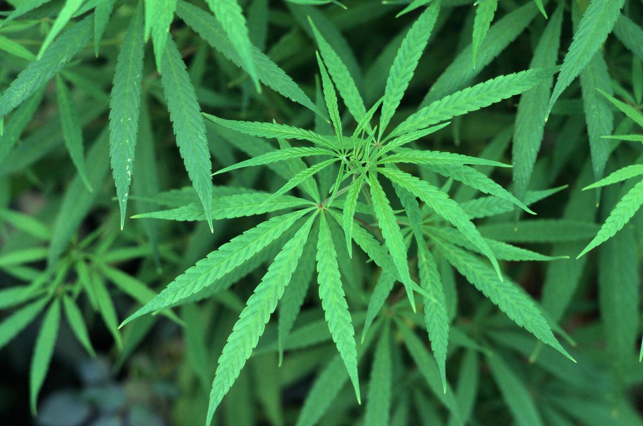 Luftaufnahme von Cannabispflanzen.