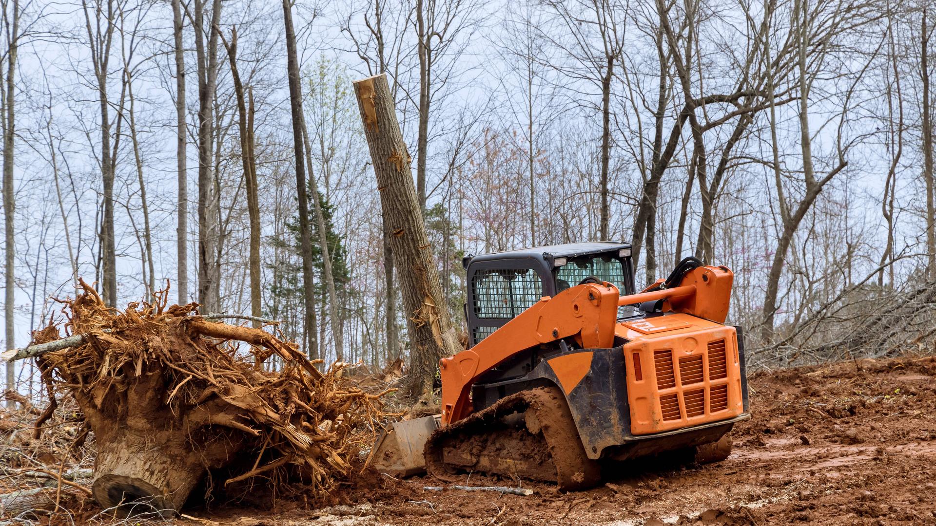 Ein Bulldozer steht in einem entrodeten Wald neben einem großen Baumstumpf.