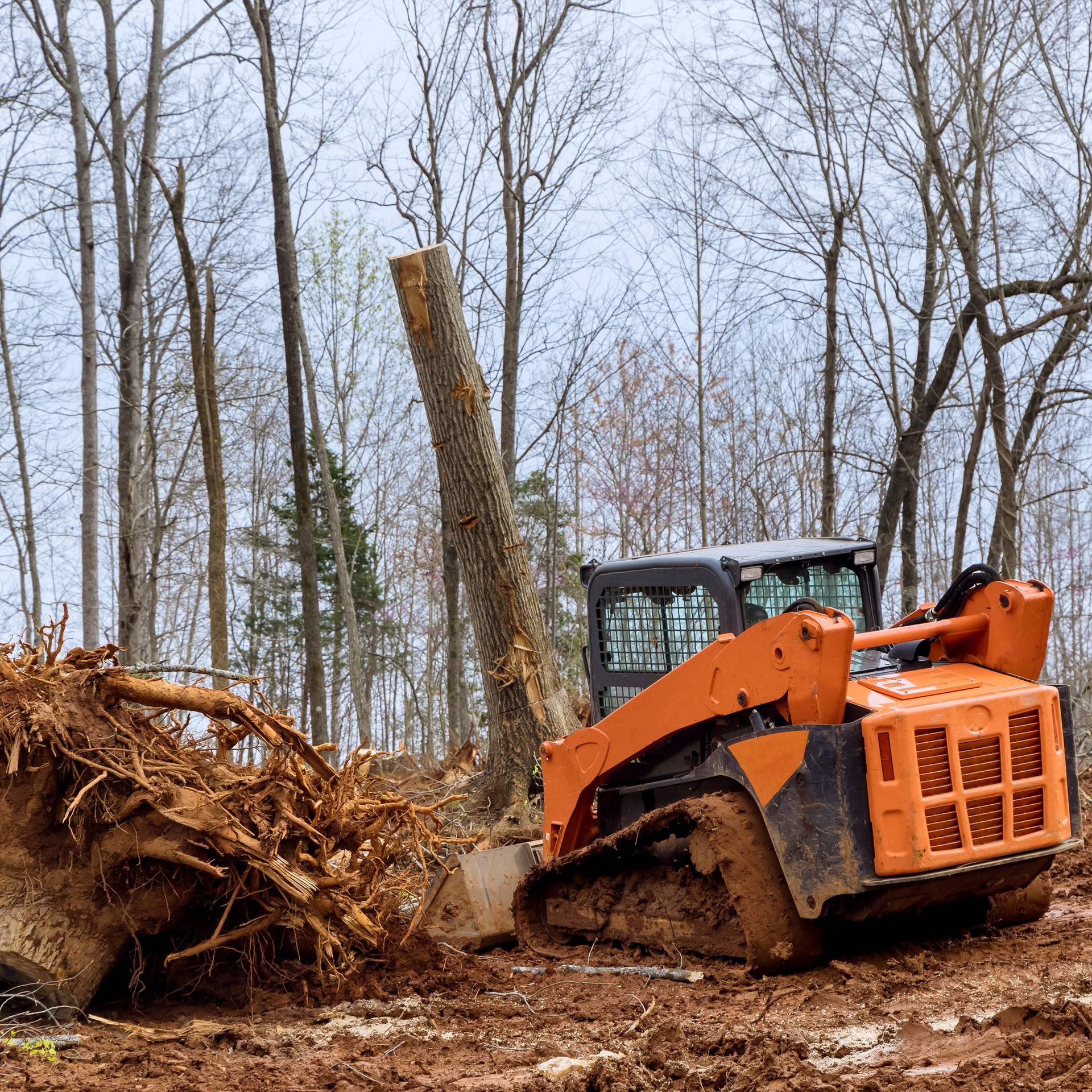 Ein Bulldozer steht in einem entrodeten Wald neben einem großen Baumstumpf.