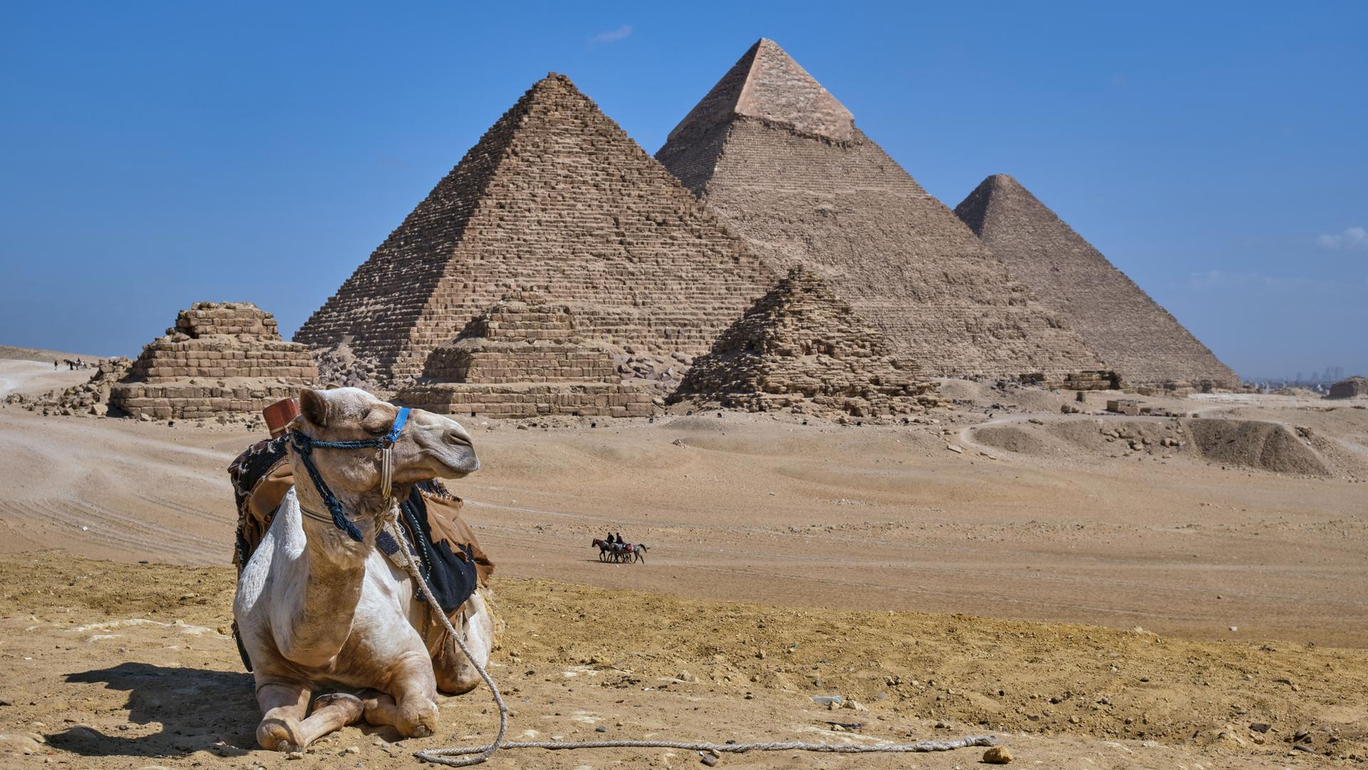 Ein Kamel sitzt vor den Cheops-Pyramiden von Gizeh. 