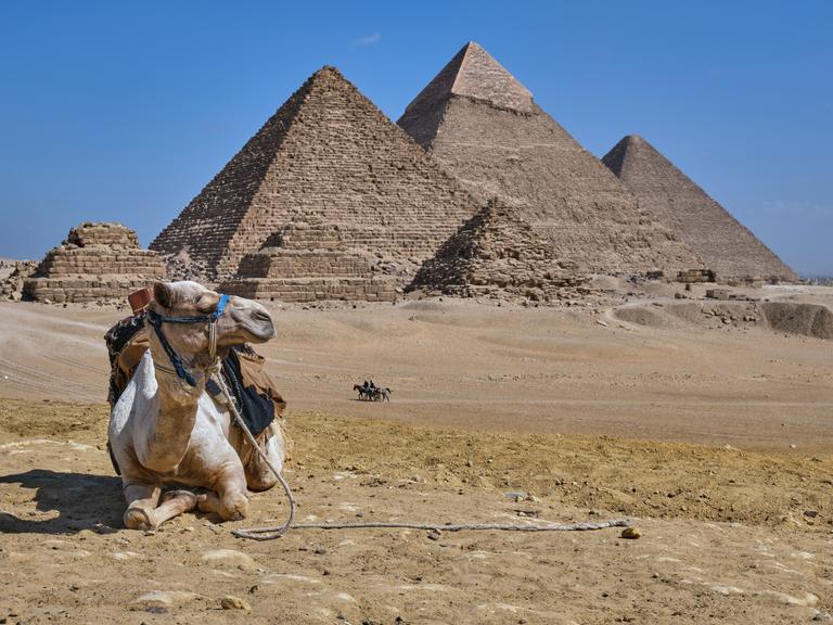 Ein Kamel sitzt vor den Cheops-Pyramiden von Gizeh. 