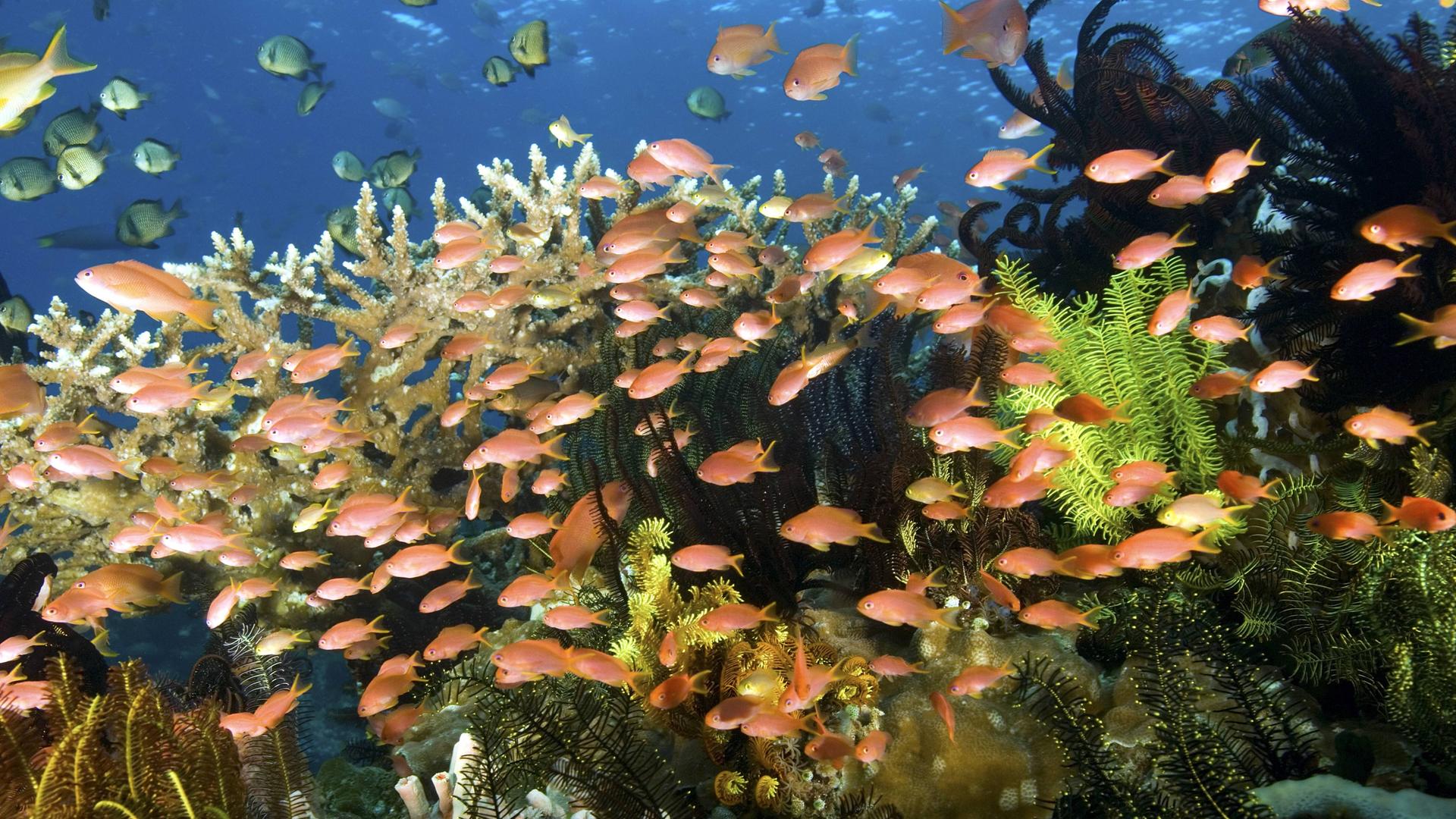 Verschiedene kleinere Fische schwimmen zwischen Seegras an einem Riff