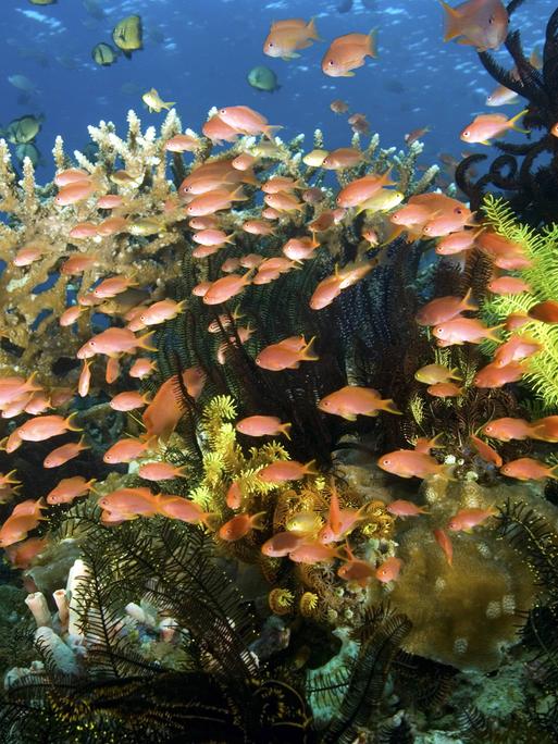 Verschiedene kleinere Fische schwimmen zwischen Seegras an einem Riff